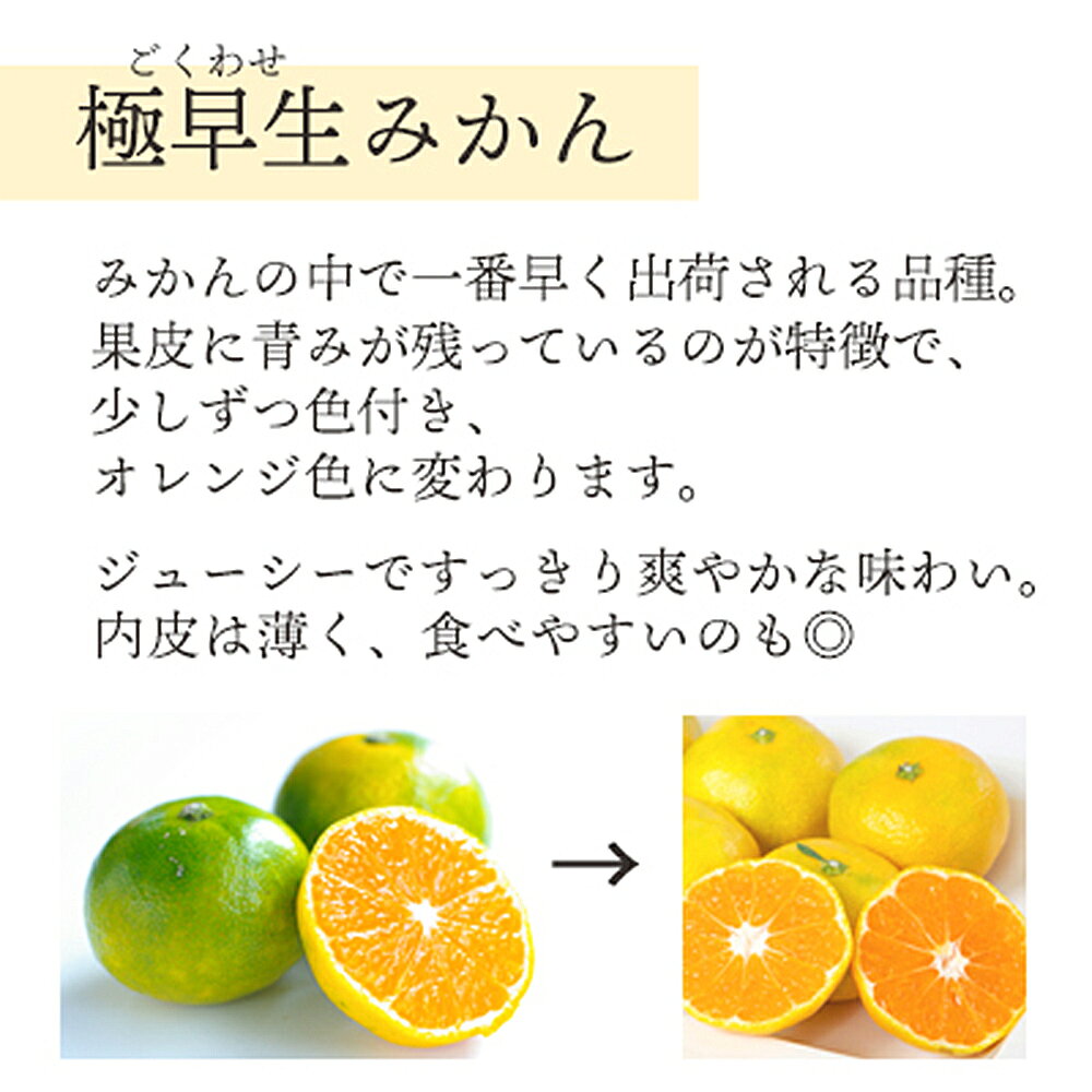 【ふるさと納税】＜訳あり 愛媛県産 極早生みかん 約3～8kg＞ 『2026年10月以降順次出荷予定』選べる みかん フレッシュ ご家庭用 ご自宅 ごくわせ キロ 果肉 果物 柑橘 フルーツ オレンジ 国産 濃厚 産地直送 ミヤモトオレンジガーデン 愛媛県 西予市【常温】 f382141-seiyo-10001406 愛媛県西予市 サンプル画像2