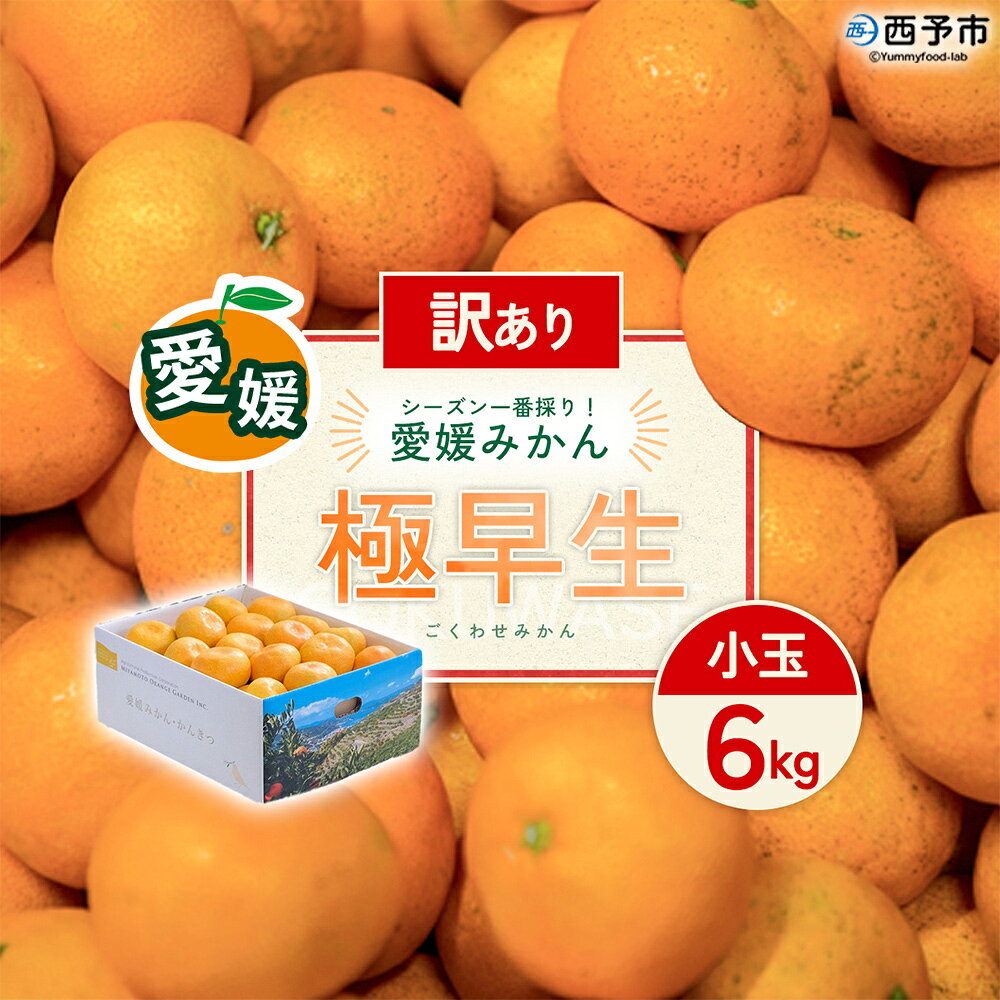 【先行予約】＜訳あり 西予市産 極早生みかん 小玉 約6kg＞ 『2026年10月以降順次出荷予定』みかん フレッシュ ご家庭用 ご自宅 ごくわせ キロ 果肉 果物 柑橘 フルーツ オレンジ 国産 濃厚 産地直送 ミヤモトオレンジガーデン 愛媛県 西予市【常温】