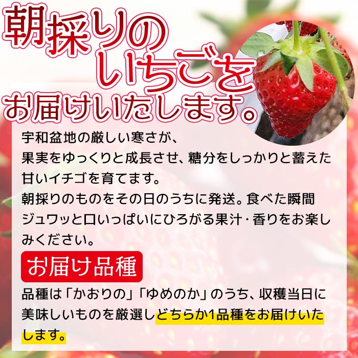 【ふるさと納税】＜農家厳選 新鮮朝採り 宇和いちご 大粒 2箱（合計約1.4kg）＞イチゴ 苺 果物 フルーツ くだもの ストロベリー かおりの かおり野 ゆめのか 農家直送 季節限定 期間限定 旬 かんちゃん農園 愛媛県 西予市【冷蔵】『2024年2月下旬から5月末迄に順次出荷予定』