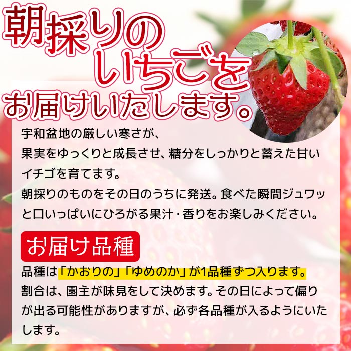 【ふるさと納税】＜農家厳選 新鮮朝採り 宇和いちご 大粒2品種セット（4箱 合計約2.8kg）＞イチゴ 苺 果物 フルーツ くだもの ストロベリー かおりの かおり野 ゆめのか 食べ比べ 直送 かんちゃん農園 愛媛県 西予市【冷蔵】『2024年3月上旬から5月末迄に順次出荷予定』