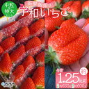 【ふるさと納税】<農家厳選 新鮮朝採り 宇和いちご 中粒&特大セット(各1箱 合計約1.25kg)>イチゴ 苺 果物 フルーツ くだもの ストロベリー かおりの...