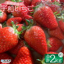 【ふるさと納税】＜農家厳選 新鮮朝採り 宇和いちご 2種食べ比べ 中粒～大粒（3箱 合計約2kg）＞ イチゴ 苺 果物 フルーツ くだもの ストロベリー かおりの ゆめのか 直送 かんちゃん農園 愛媛県 西予市【冷蔵】『2024年3月上旬から5月末迄に順次出荷予定』