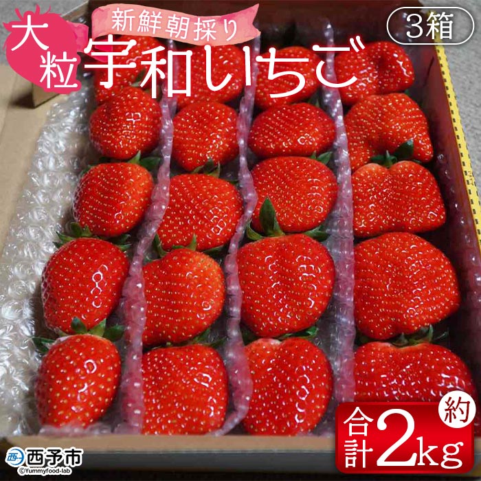 【ふるさと納税】＜農家厳選 新鮮朝採り 宇和いちご 大粒 3箱（合計約2kg）＞ イチゴ 苺 果物 フルーツ ストロベリー かおりの かおり野 ゆめのか 直送 かんちゃん農園 愛媛県 西予市【冷蔵】『2024年2月下旬から5月末迄に順次出荷予定』