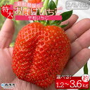 【ふるさと納税】<農家厳選 新鮮朝採り 宇和いちご 特大サイズ おばけいちご 2箱(約1.2kg)/3箱(約1.8kg)/6箱(約3.6kg)> イチゴ 大粒 ...