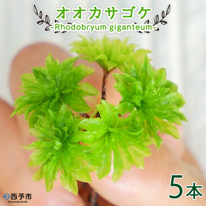 【ふるさと納税】＜オオカサゴケ [Rhodobryum giganteum] 苔テラリウム用人工栽培品種 5本パック＞※1ヵ月以内に順次出荷します。 コケ テラリウム インテリア ガーデニング 園芸 グリーン 緑 植物 西予苔園 送料無料 無くなり次第終了 愛媛県 西予市 【常温】