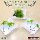 ＜コウヤノマンネングサ・オオカサゴケ・ヒノキゴケの苔テラリウム用 3種パック 人工栽培最高品質＞※1ヵ月以内に順次出荷します。 コケ インテリア ガーデニング 園芸 グリーン 緑 植物 西予苔園 送料無料 無くなり次第終了 愛媛県 西予市 