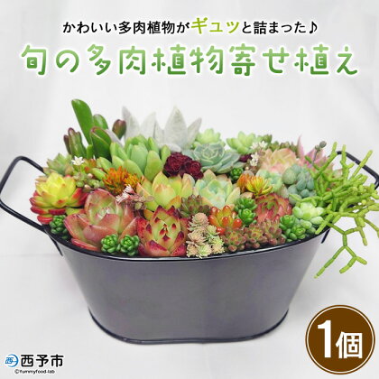 ＜旬の多肉植物寄せ植え 1個＞ 鉢植え インテリア ガーデニング おしゃれ グリーン プレゼント ギフト 観葉植物 多肉 植物 寄せ植え かわいい 色々 自然 多肉畑かなみや 愛媛県 西予市【常温】『2024年3月～11月迄に順次出荷予定』