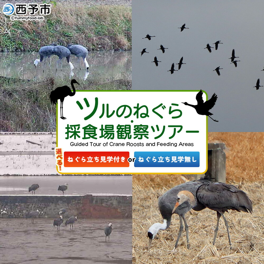 選べる内容 [ツルのねぐら・採食場観察ツアー] つる ツル 鶴 鳥 野鳥 貴重 体験 観察 ツアー ねぐら ネグラ ねぐら立ち ナベヅル 鍋鶴 マナヅル 真鶴 真名鶴 野鳥観察 採食場 西予市観光物産協会 愛媛県 西予市