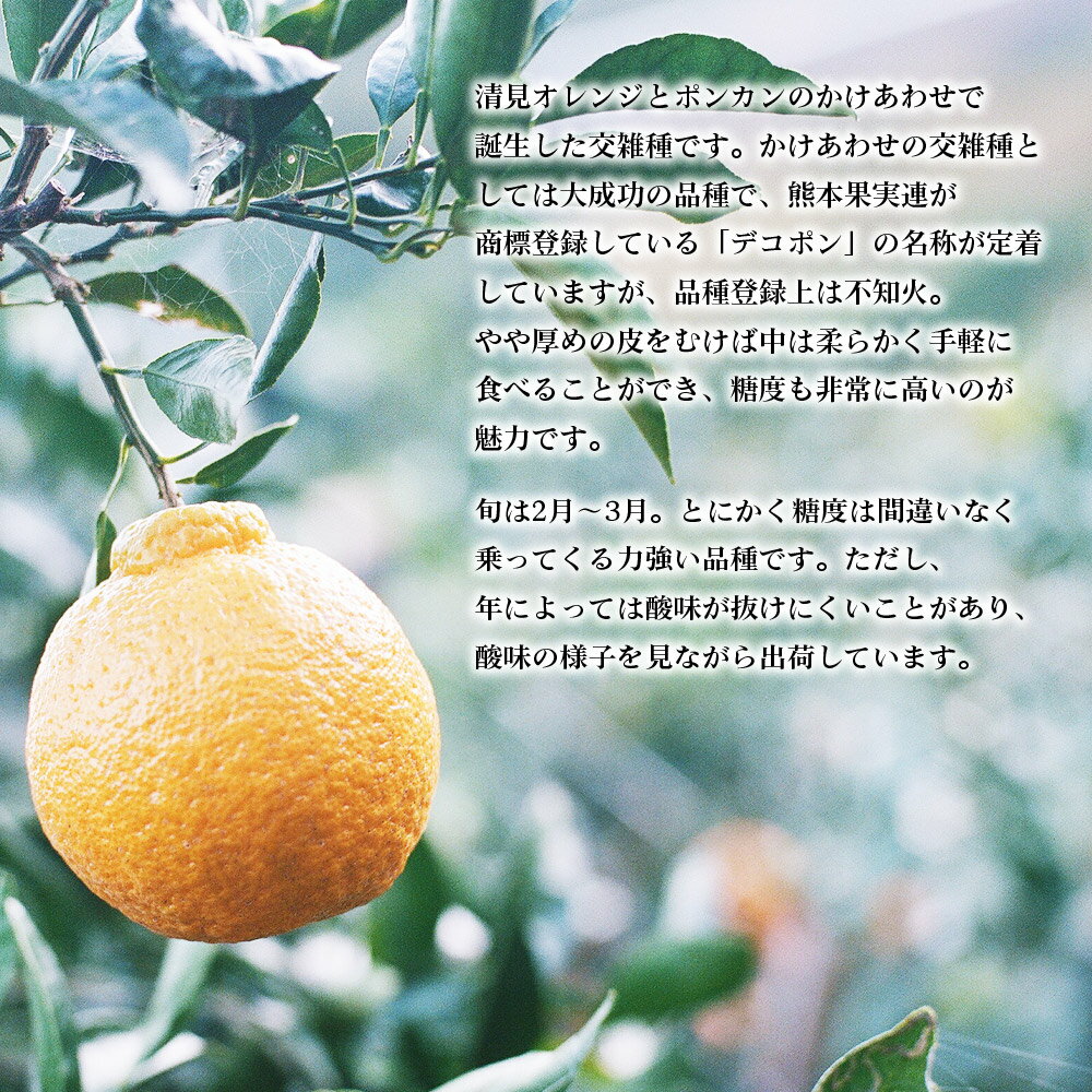 【ふるさと納税】先行予約 ＜無茶々園の不知火 約3kg＞ フルーツ 果物 くだもの デコポン しらぬい しらぬひ 柑橘 みかん ミカン 蜜柑 オレンジ 柑橘 甘い 旬 期間限定 季節限定 特産品 愛媛県 西予市【常温】『2026年2月下旬～3月中旬迄に順次出荷予定』