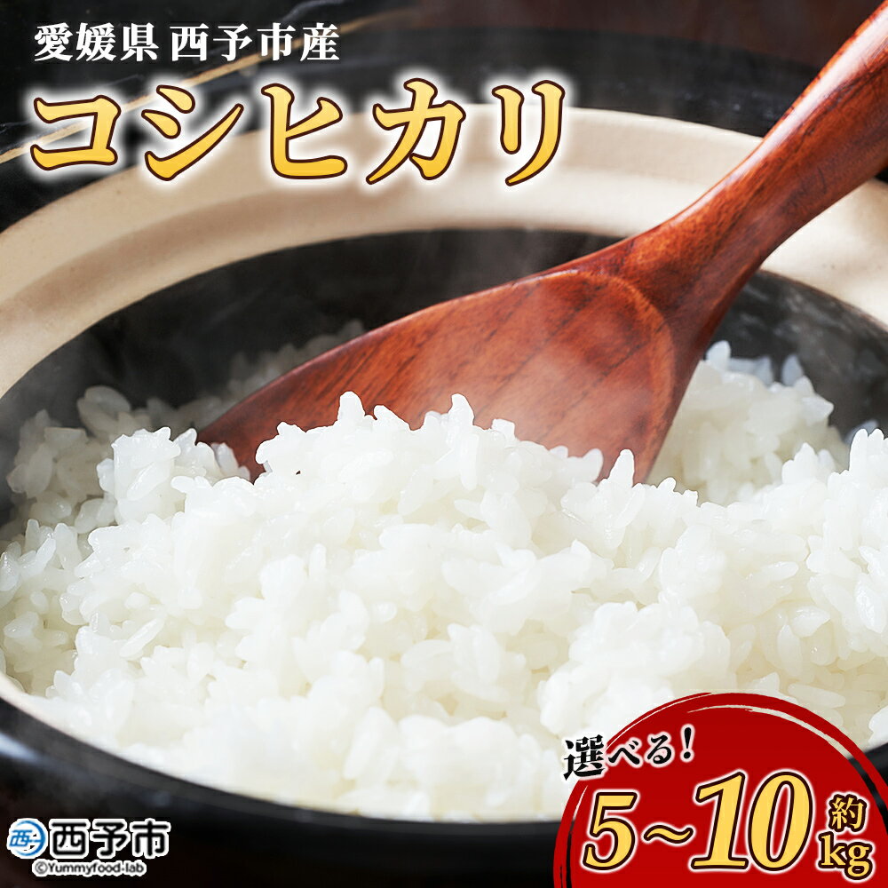 新米[令和7年産 愛媛県西予市産 コシヒカリ 5kg / 10kg] お米 米 コメ こめ 白米 精米 ご飯 新鮮 5キロ 10キロ 選べる 国産 愛媛県産 宇和町産 こしひかり 特産品 もとき農園 愛媛県 西予市[常温]『2025年10月・11月頃から順次発送予定』