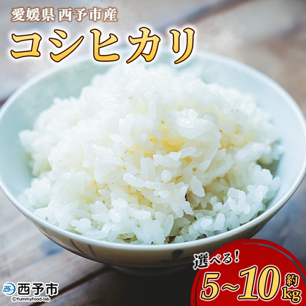 新米[令和7年産 愛媛県西予市産 コシヒカリ 5kg / 10kg] お米 米 コメ こめ 白米 精米 ご飯 新鮮 5キロ 10キロ 選べる 国産 愛媛県産 宇和町産 こしひかり 特産品 もとき農園 愛媛県 西予市[常温]『2025年10月・11月頃から順次発送予定』