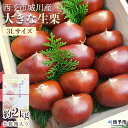 【ふるさと納税】【数量限定・締切9月15日】<西予市城川産 大きな生栗 3Lサイズ 約2kg(化粧箱入り)> くり 特大 大粒 マロン 焼き栗 栗ご飯 モンブラ...