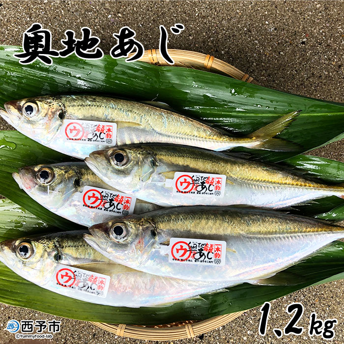 当店人気 送料無料 ふるさと納税 奥地あじ1 2kg 1か月以内に順次出荷 鯵 魚介 鮮魚 魚 特産品 マルウ水産 愛媛県 西予市 冷蔵 国内配送 Cardio Org Ua 当店人気 送料無料 ふるさと納税 奥地あじ1 2kg 1か月以内に順次出荷 鯵 魚介 鮮魚 魚 特産品 マルウ水産 愛媛県 西予市 冷蔵 国内配送 Cardio Org Ua