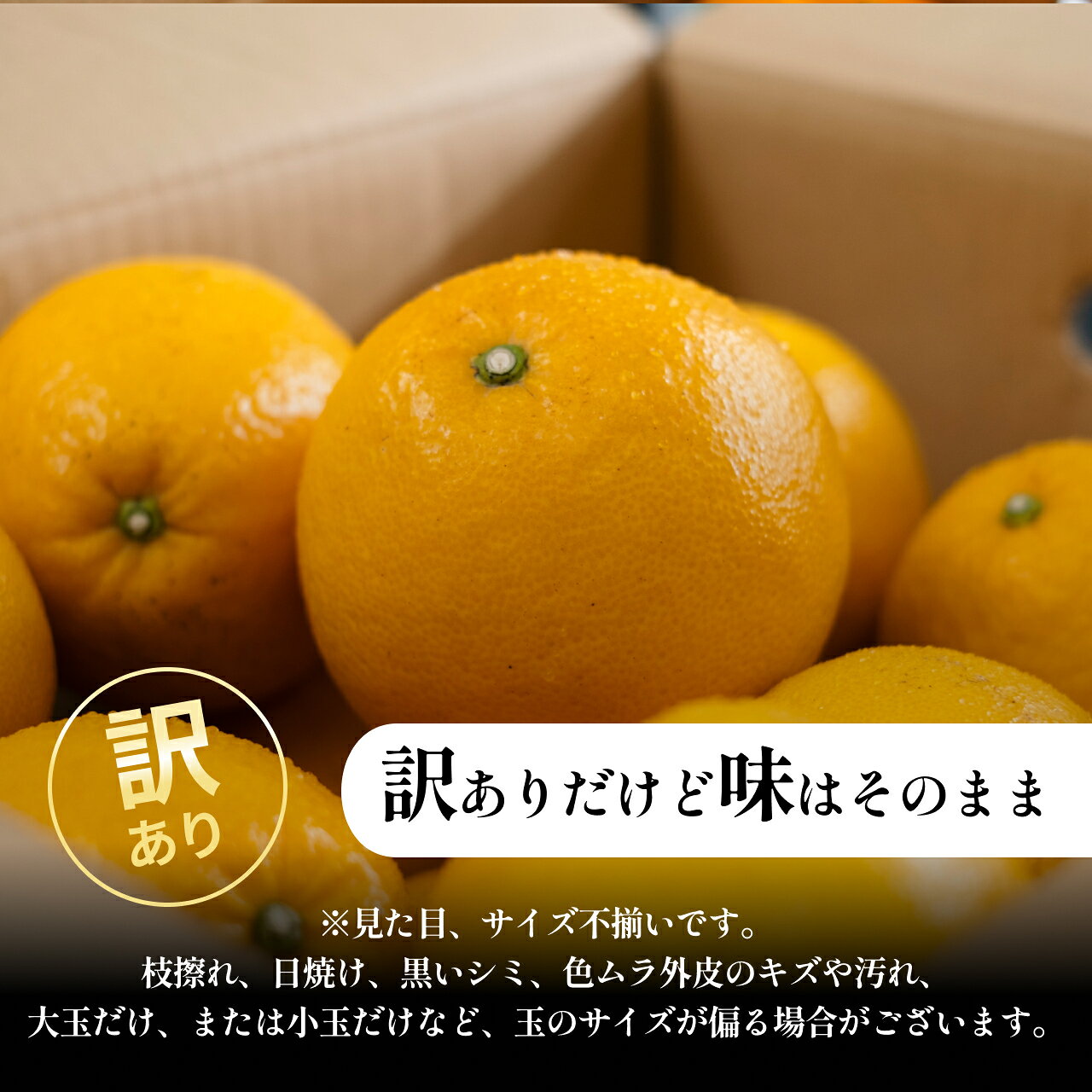 【ふるさと納税】＜河内晩柑（訳あり）合計約2.5～5.5kg＞『2027年4月上旬～5月下旬迄に順次出荷予定』訳アリ かわちばんかん さっぱり 爽やか 蜜柑 ミカン 果汁 果物 くだもの フルーツ 柑橘 あまい 季節 旬の果物 特産品 お取り寄せ NOT FARM 愛媛県 西予市 【常温】 f382141-seiyo-10001570 愛媛県西予市 サンプル画像2