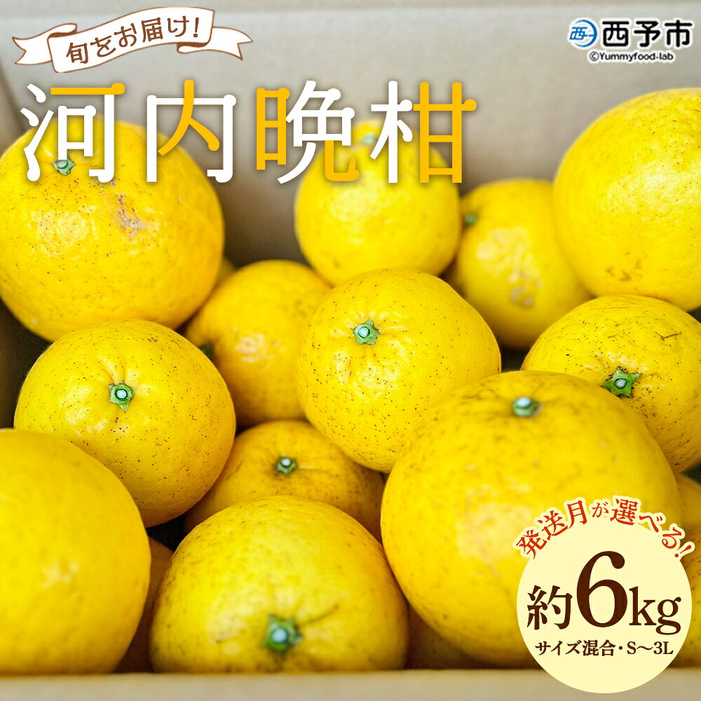 [[発送月が選べる]旬をお届け!河内晩柑 約6kg] みかん ミカン 蜜柑 果物 柑橘類 果実 オレンジ フルーツ かわちばんかん カワチバンカン 特産品 明浜産 二ノ宮商事 愛媛県 西予市[常温]『4月:2027年4月中旬〜/5月:2027年5月上旬〜順次出荷予定』