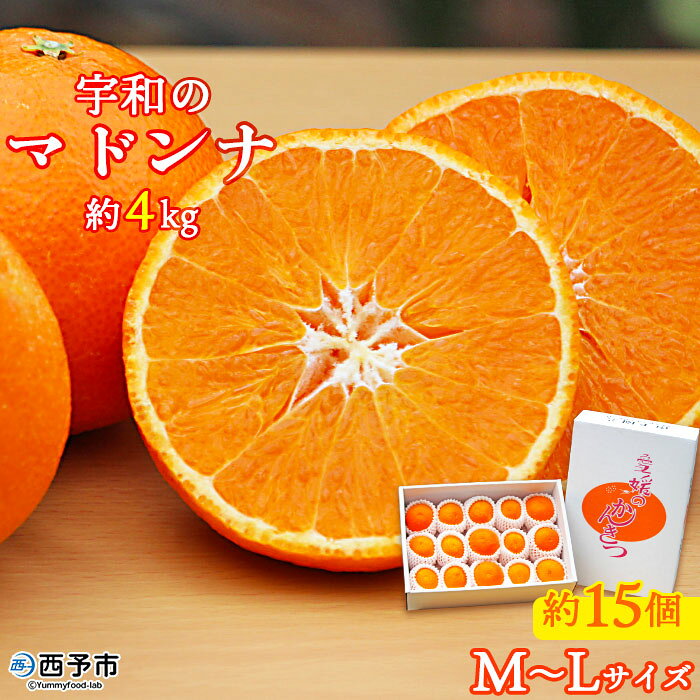 紅まどんなと同品種！＜愛媛県西予市産 宇和のマドンナ 約4kg（M～Lサイズ 約15個）＞ 果物 柑橘 みかん 蜜柑 愛媛果試第28号 化粧箱 贈答用 ギフト 南予園芸 食べて応援 特産品 愛媛県 西予市 【常温】『2023年12月中旬～2024年1月中旬迄に順次出荷予定』