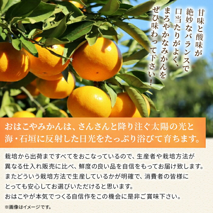 【ふるさと納税】＜おはこやがつくる 高品質みかん 約2kg/3kg/5kg/10kg（S～Lサイズ）＞ 果物 くだもの フルーツ 柑橘 みかん ミカン 蜜柑 まろやか 絶妙 特産品 西宇和 おはこや 愛媛県 西予市 【常温】『2025年11月中旬から12月中旬迄に順次出荷予定』