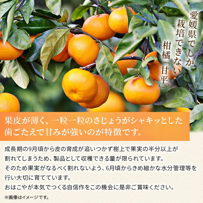 【ふるさと納税】＜おはこやがつくる 甘平 約2kg/3kg（L～3Lサイズ）＞ 果物 フルーツ 柑橘類 かんぺい カンペイ オレンジ みかん ミカン サイズ混合 おいしい 甘い 愛媛限定栽培 特産品 産地直送 西宇和 愛媛県 西予市【常温】『2026年2月上旬～2月下旬迄に順次出荷予定』