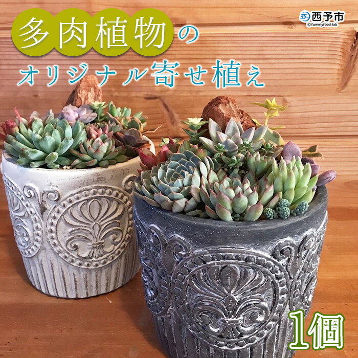 【ふるさと納税】＜多肉植物のオリジナル寄せ植え (約10種類)＞※1ヵ月以内に順次出荷します。鉢植え インテリア ガーデニング おしゃれ グリーン 観葉植物 one.JACK 送料無料 無くなり次第終了 愛媛県 西予市 【常温】