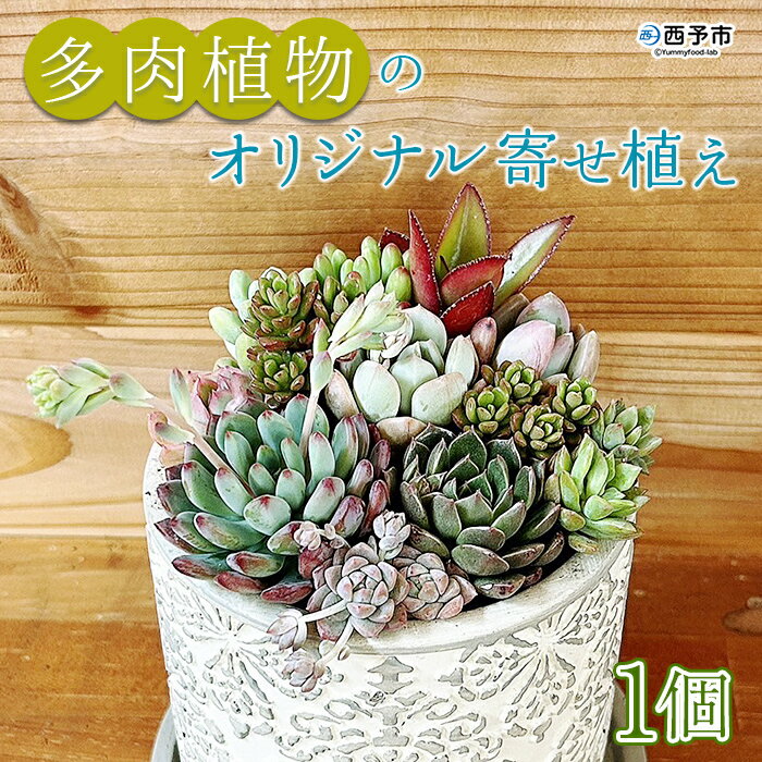 [多肉植物のオリジナル寄せ植え (約10種類)]※1ヵ月以内に順次出荷します。鉢植え インテリア ガーデニング おしゃれ グリーン 観葉植物 one.JACK 送料無料 無くなり次第終了 愛媛県 西予市 [常温]