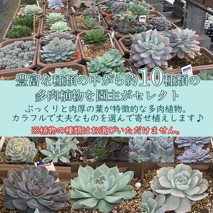 【ふるさと納税】＜多肉植物のオリジナル寄せ植え (約10種類)＞※1ヵ月以内に順次出荷します。鉢植え インテリア ガーデニング おしゃれ グリーン 観葉植物 one.JACK 送料無料 無くなり次第終了 愛媛県 西予市 【常温】