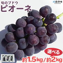 【ふるさと納税】予約受付<旬のブドウ「ピオーネ」約1.5kg/約2kg> 選べる 果物 フルーツ ぶどう ブドウ 葡萄 甘い おいしい 期間限定 季節限定 食べて応援 特産品 愛媛県 西予市【冷蔵】『2025年8月中旬~9月上旬迄に順次出荷予定』
