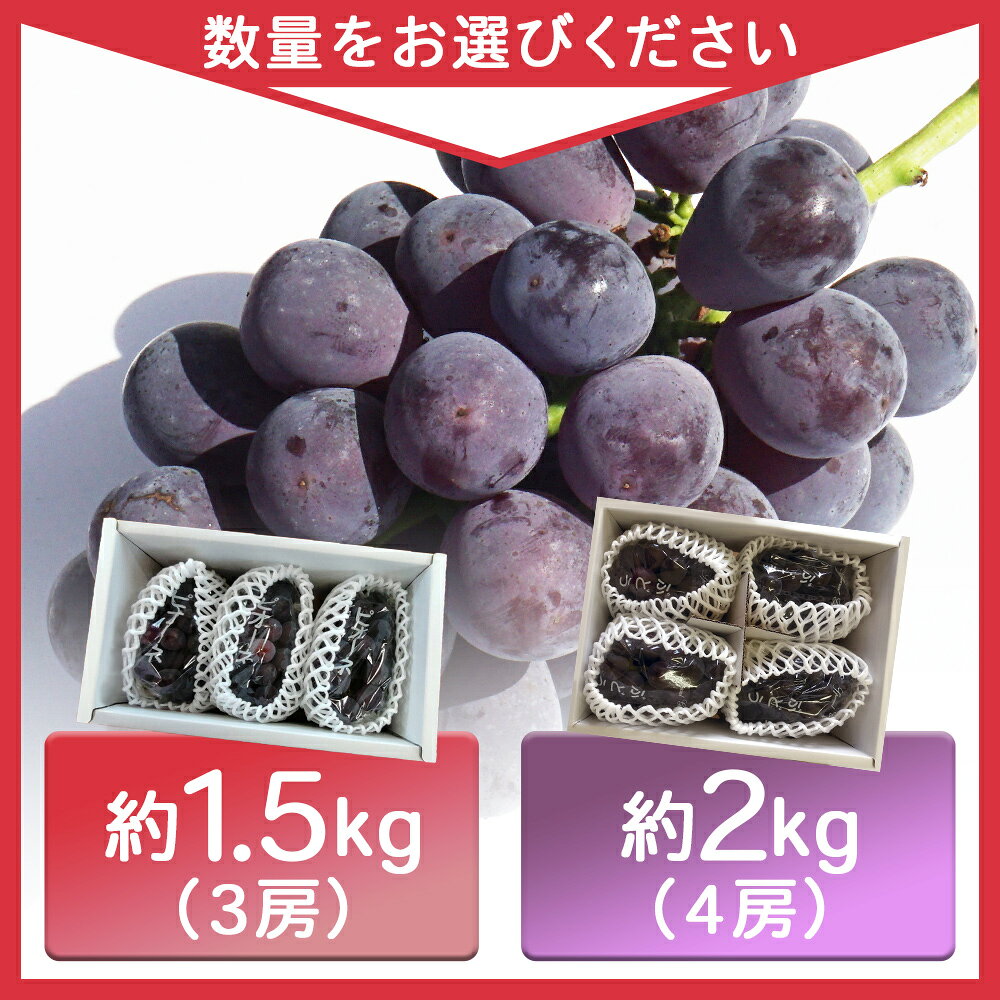 【ふるさと納税】予約受付＜旬のブドウ「ピオーネ」約1.5kg／約2kg＞ 選べる 果物 フルーツ ぶどう ブドウ 葡萄 甘い おいしい 期間限定 季節限定 食べて応援 特産品 愛媛県 西予市【冷蔵】『2026年8月中旬～9月上旬迄に順次出荷予定』