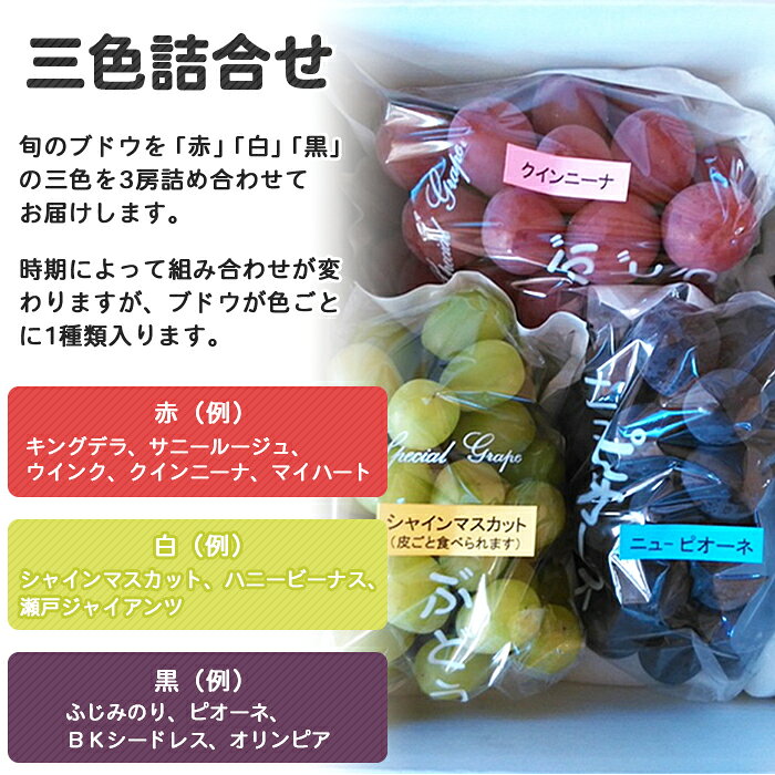 【ふるさと納税】予約受付＜旬のブドウ 三色詰合せ 約1.5kg＞ 果物 フルーツ ぶどう ブドウ 葡萄 3種類 セット 詰め合わせ つめあわせ 食べ比べ お楽しみ 期間限定 季節限定 食べて応援 特産品 愛媛県 西予市【冷蔵】『2026年8月中旬～8月下旬迄に順次出荷予定』