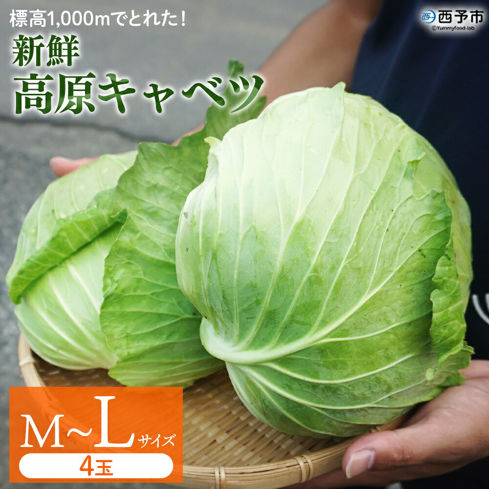 【ふるさと納税】＜標高1,000mでとれた！新鮮 高原キャベツ 4玉 M～Lサイズ＞『2026年9月～10月末迄に順次出荷予定』選べる サイズ 野菜 やさい 旬 産地直送 新鮮 高原野菜 愛媛県産 国産 炒め物 スープ サラダ 料理 グルメ 愛媛県 西予市【冷蔵】