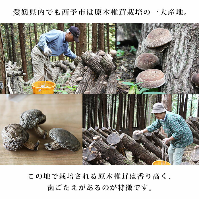 【ふるさと納税】＜西予市産 原木乾椎茸(200g)×1と原木乾椎茸スライス(100g)×2のセット 計400g＞※1か月以内に順次出荷 しいたけ 乾物 特産品 西予市森林組合 食べて応援 愛媛県 西予市 【常温】