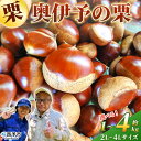 【ふるさと納税】<奥伊予の栗 2L~4L(約1kg~4kg)> 選べる内容量 サイズ 大玉 大粒 プレミア 大きい 甘い 生栗 和栗 マロン くり 和栗 栗ごはん 栗きんとん 甘露煮 国産 産地直送 城川ファクトリー 愛媛県 西予市【冷蔵】『2025年9月中旬~10月上旬に順次発送予定』