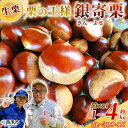 【ふるさと納税】<栗の王様 銀寄栗(生栗)2L~3L(約1kg~4kg)> 選べる 内容量 サイズ 銀寄 ぎんよせ 甘い 生栗 和栗 マロン 栗 くり 栗ごはん 栗きんとん 甘露煮 旬 国産 産地直送 城川ファクトリー 愛媛県 西予市【冷蔵】『2025年9月下旬~10月上旬に順次発送予定』
