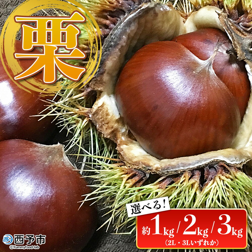 【ふるさと納税】＜栗 約3kg（2Lまたは3Lサイズ）愛媛県西予市産＞ クリ くり 果物 フルーツ マロン モンブラン 栗ご飯 栗きんとん 栗の甘露煮 特産品 国産 秋の味覚 食べて応援 宇都宮物産 愛媛県 西予市【冷蔵】『2023年9月上旬～10月中旬迄に順次出荷予定』のサムネイル