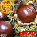 【ふるさと納税】<栗 約1kg/2kg/3kg(2Lまたは3Lサイズ)愛媛県西予市産> 選べる 中生栗 完熟栗 和栗 クリ くり 果物 フルーツ マロン モンブラン 栗ご飯 栗きんとん 甘露煮 旬 特産品 国産 秋の味覚 宇都宮物産【冷蔵】『2025年9月上旬~10月中旬迄に順次出荷予定』