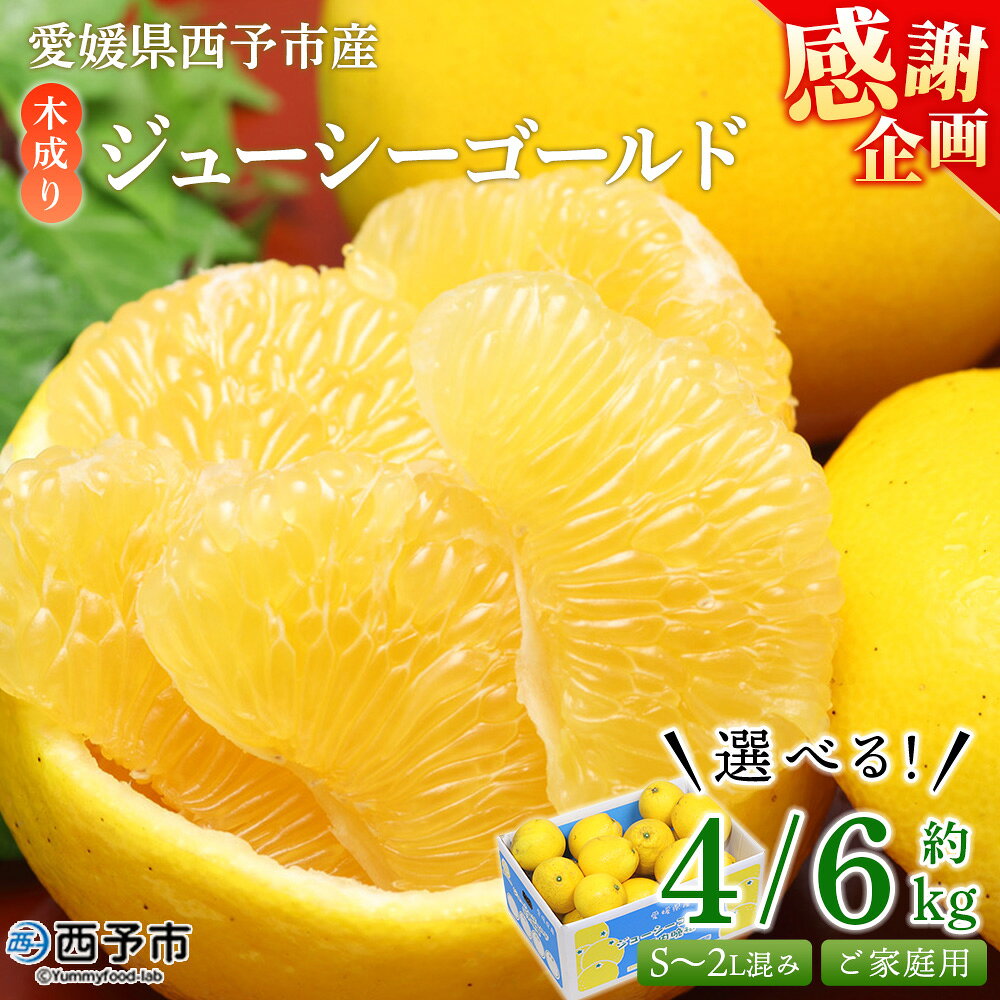 【感謝企画】＜木成り ジューシーゴールド（河内晩柑）ご家庭用 約4/6kg（S～2L混合）＞『2026年6月中旬～8月中旬迄に順次出荷予定』訳あり 選べる 果物 フルーツ かわちばんかん みかん オレンジ 柑橘 食べて応援 特産品 宇都宮物産 愛媛県 西予市 【常温】
