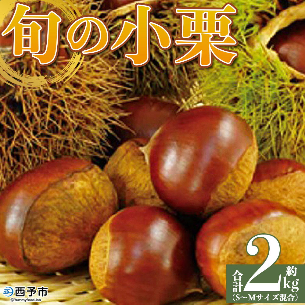 [旬の小栗 合計約2kg 愛媛県西予市産]『9月上旬〜10月中旬迄に順次出荷予定』 小さい 和栗 クリ くり 甘い ホクホク 小粒 マロン モンブラン 栗ご飯 栗きんとん 甘露煮 旬 国産栗 お取り寄せ サイズ 不揃い 家庭 特産品 国産 秋の味覚 宇都宮物産[冷蔵]