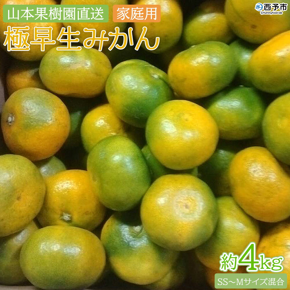＜極早生みかん 約4kg（家庭用・SS～Mサイズ混合） ＞ 果物 オレンジ フルーツ 柑橘 食べて応援 特産品 山本果樹園 西宇和 愛媛県 西予市 【常温】『2026年9月中旬～10月上旬までに順次出荷予定』