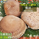 【ふるさと納税】<原木 生椎茸「霧源(MUGEN)」約500g(6〜8枚)芳醇な香りと肉厚の食感 愛媛県産> 肉厚 しいたけ キノコ きのこ 野菜 ジューシー ...