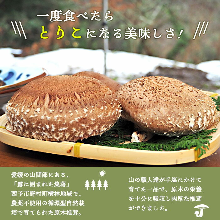 【ふるさと納税】＜原木 生椎茸「霧源（MUGEN）」約500g（6～8枚）芳醇な香りと肉厚の食感 愛媛県産＞ 肉厚 しいたけ キノコ きのこ 野菜 ジューシー ステーキ 横林自治振興協議会 食べて応援 特産品 愛媛県 西予市【冷蔵】『12月から翌年2月までに順次出荷予定』