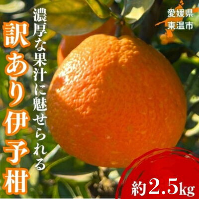 【ふるさと納税】訳あり伊予柑 約2.5kg 東温市産 サイズお任せ 今が旬 農園直送 みかん 人気 数量限定 先行予約 柑橘 蜜柑 ミカン 愛媛みかん かんきつ 国産 愛媛県 産地直送 フルーツ 果物 くだもの 甘い 2.5キロ箱 大粒 果実 お届け：2026年1月下旬～2月下旬