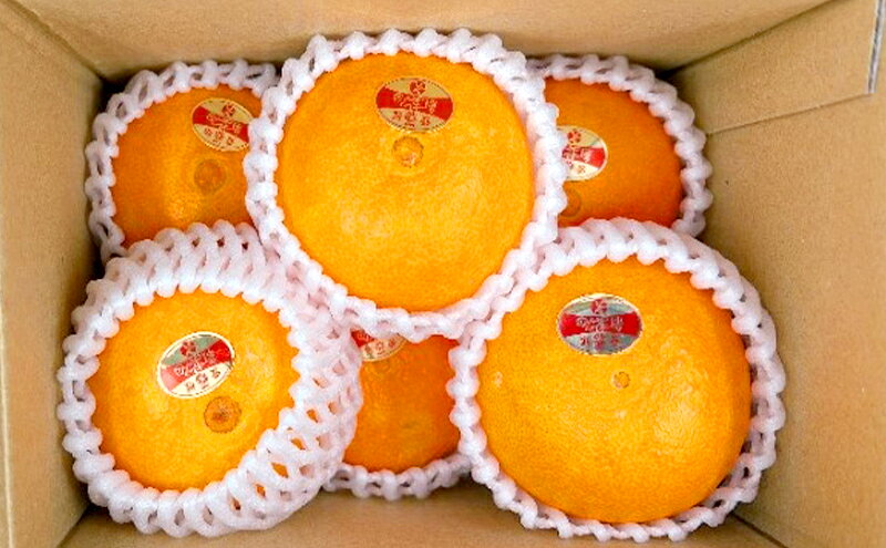 【ふるさと納税】紅まどんな 秀品 Lサイズ 6個 果物 フルーツ 柑橘 柑橘類 国産 愛媛　お届け：2026年11月中旬～2026年12月下旬 f382159-toon-10000283 愛媛県東温市 サンプル画像2