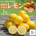 【ふるさと納税】愛媛 ブルーレモンファームの訳ありレモン 1kg 【冷蔵便】期間・数量限定【配送不可地域:離島】【1619476】