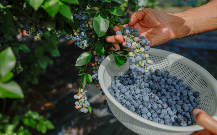 愛媛県久万高原町の画像2