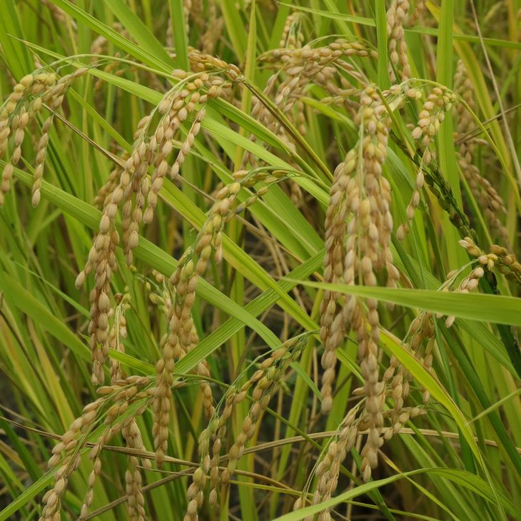 愛媛県久万高原町の画像3