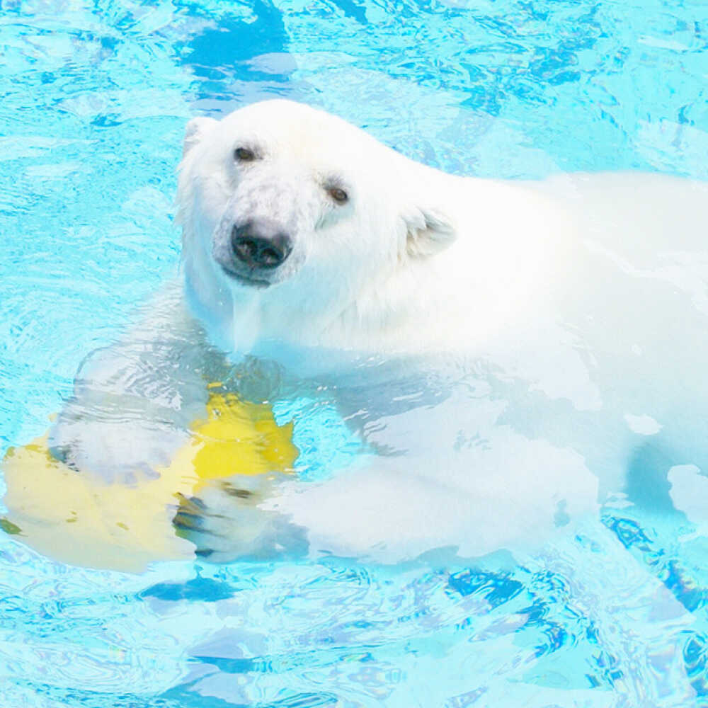 愛媛県砥部町の【ふるさと納税】入場券 とべ動物園「年間パスポート」 1枚 / 動物園 チケット 年パス 入場券 優待券 招待券 施設利用券 しろくまピース 空中散歩 観光 四国観光 家族旅行 人気 おすすめ 送料無料 / 愛媛県砥部町/愛媛県動物園協会(砥部町地域振興課)[BJCA002]｜アングル3