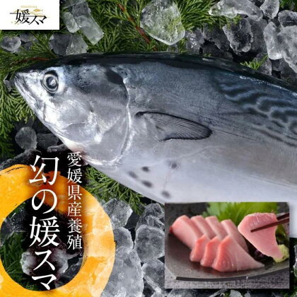 高級養殖魚・まるごと「媛スマ」 1.7～1.8kg前後 | 魚 お魚 さかな 食品 人気 おすすめ 送料無料