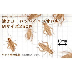 【ふるさと納税】活きヨーロッパイエコオロギ Mサイズ250匹【北海道・東北・関東・沖縄・離島配送不可】 | コオロギ 生餌 こおろぎ ペット用 こおろぎ 爬虫類ペット コオロギ エサ 活きコオロギ ペット用 ペット用品 餌 人気 愛媛 内子町 送料無料