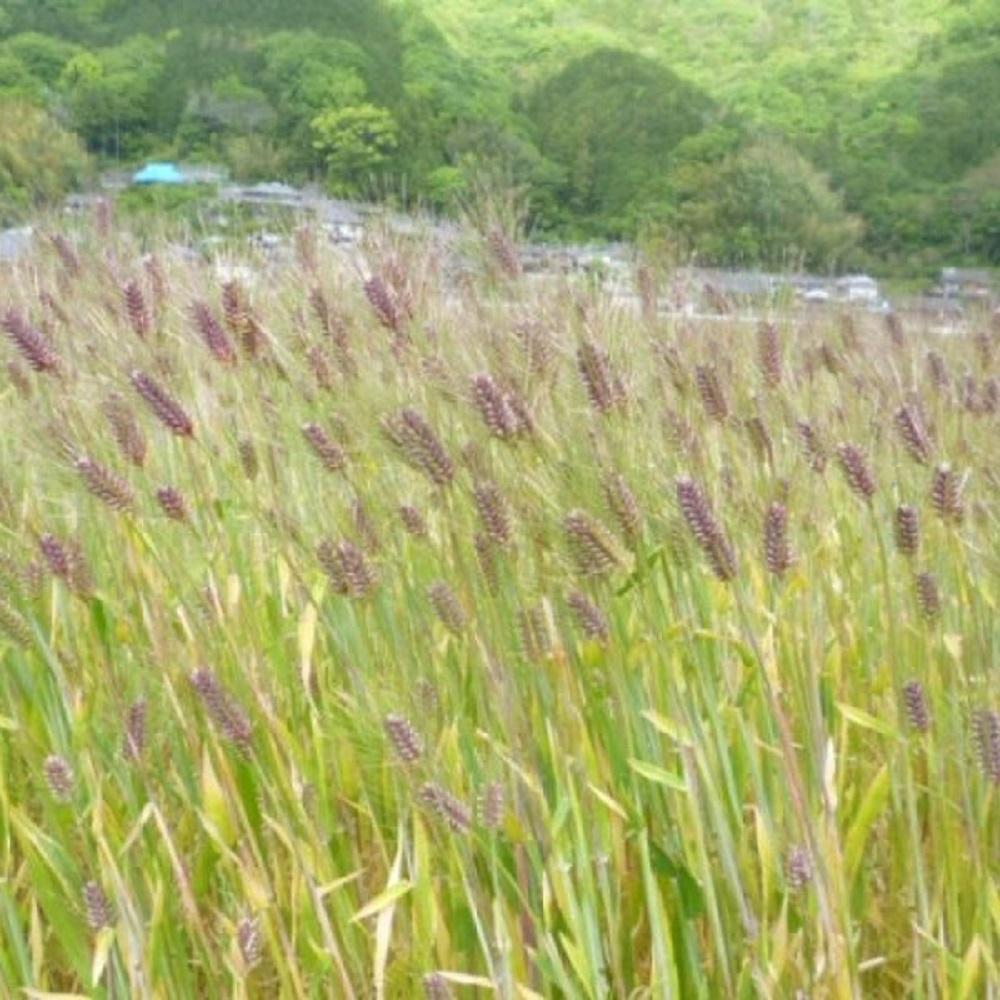 【ふるさと納税】内子町産 もち麦（6kg） | 食品 加工食品 人気 おすすめ 送料無料