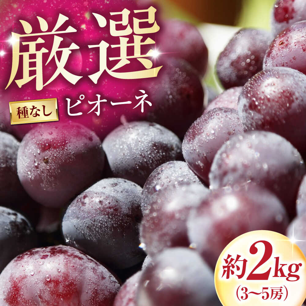【先行予約】【ふるさと納税】井上農園のピオーネ（種無し） 約2kg 3〜5房入 〈2026年8月〜発送〉 ／ フルーツ 果物 くだもの 食品 ぴおーね 葡萄 人気 おすすめ 種なし 甘い 濃厚 高級 【株式会社内子フレッシュパークからり】[BKAD042] 24000 24000円