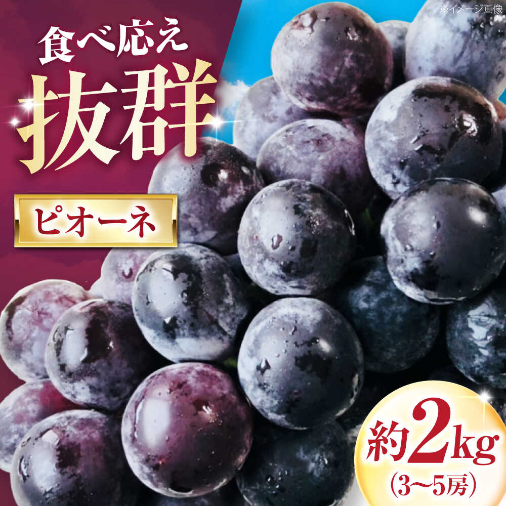 【先行予約】【ふるさと納税】大程農園のピオーネ（種無し） 約2kg 3〜5房入 〈2026年9月〜発送〉 ／ フルーツ 果物 くだもの 食品 人気 おすすめ 送料無料 ピオーネ 葡萄 ブドウ ぶどう 贈答 【株式会社内子フレッシュパークからり】[BKAD044]